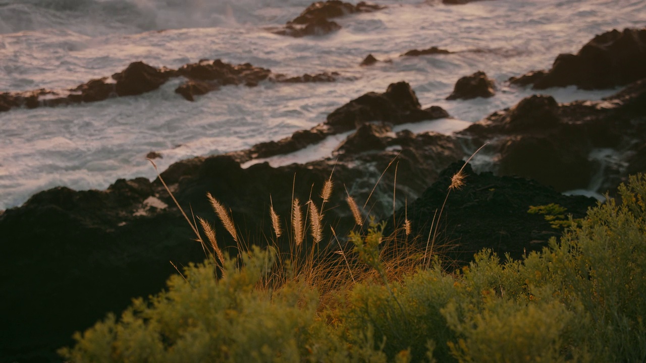 在金色的夕阳下，海浪拍打着岩石海滩。近景:秋天的草对着汹涌的暴风雨海泡沫，水溅在火山岸边。视频素材