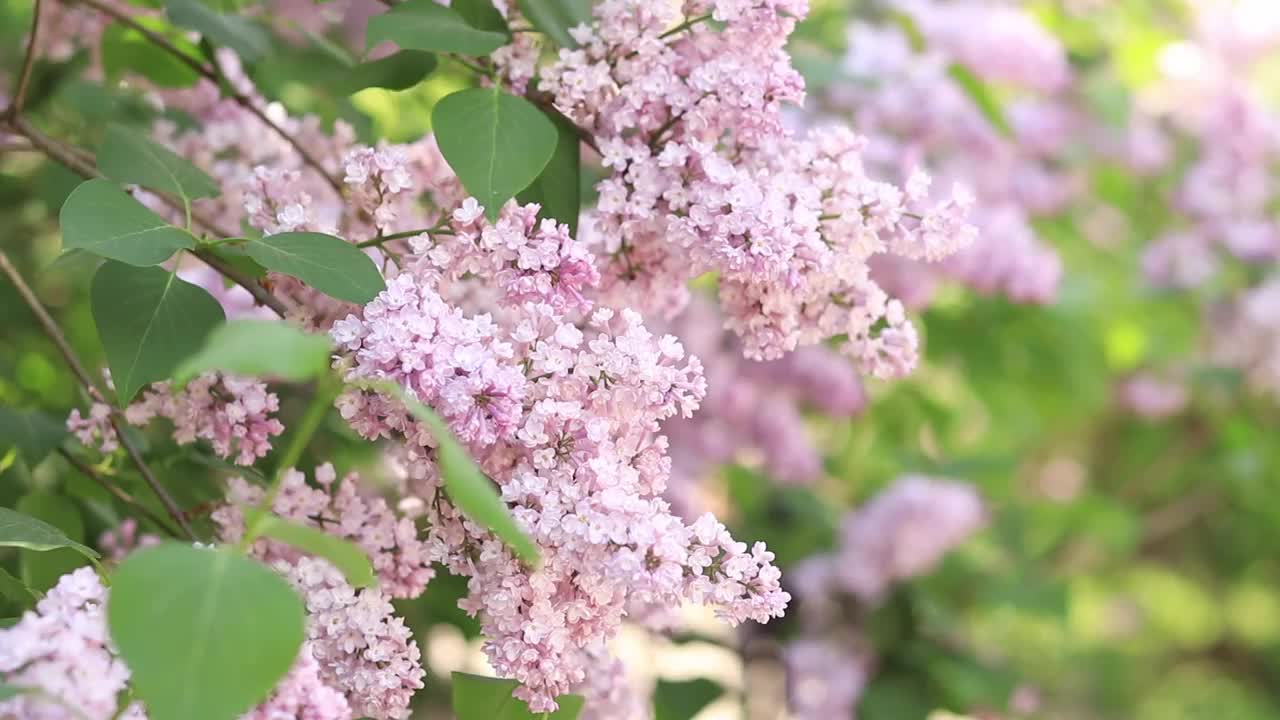 春天，花园里开满了美丽的淡粉色丁香花视频素材