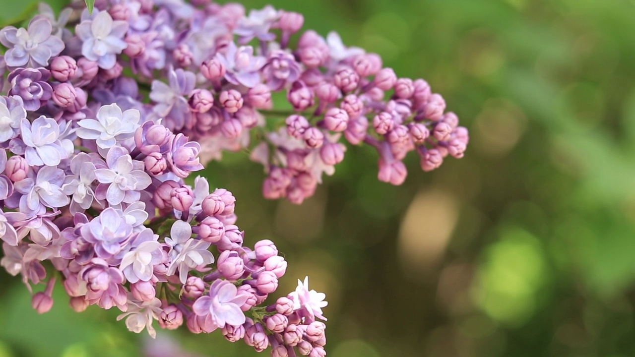 春天，花园里开满了美丽的淡粉色丁香花视频素材