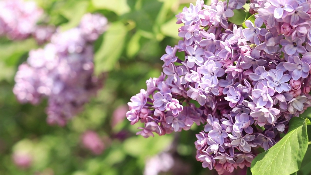 春天，花园里开满了美丽的淡粉色丁香花视频素材