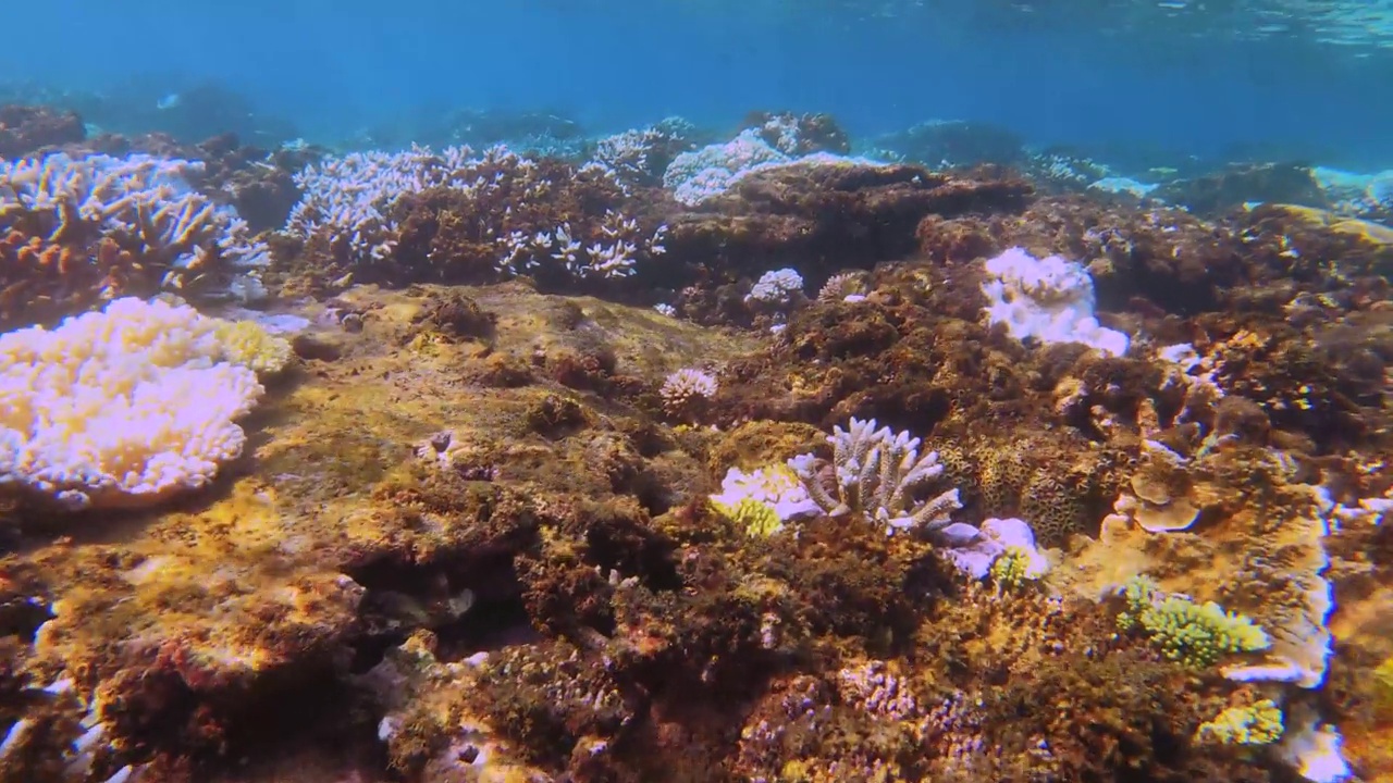 蓝色浅海海水与指革软珊瑚和硬表蓝色漂白剂薰衣草指枝鹿角珊瑚墓地覆盖着珊瑚藻类全球变暖与阳光视频素材