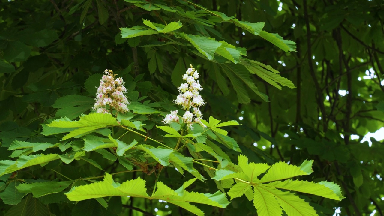 白马栗树花盛开视频素材