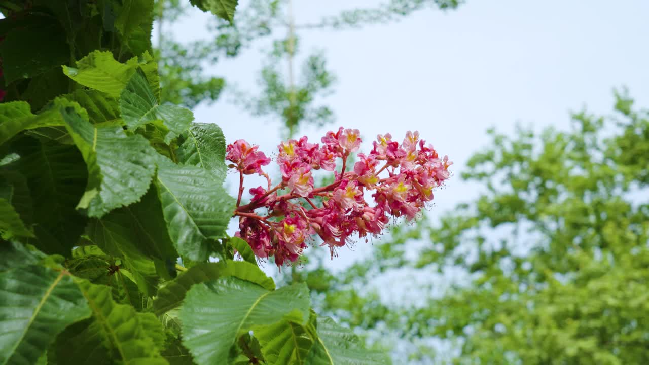 美丽的红色栗子花在蓝色的天空背景视频素材