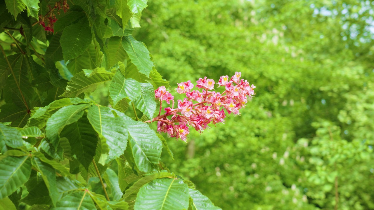 树上的红栗子花视频素材