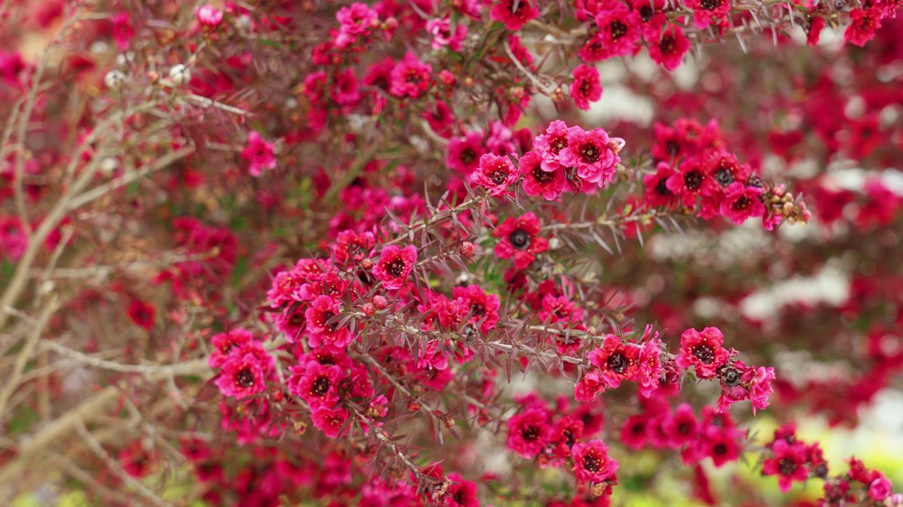 美丽的红色麦卢卡树花。Leptospermum scoparium视频素材