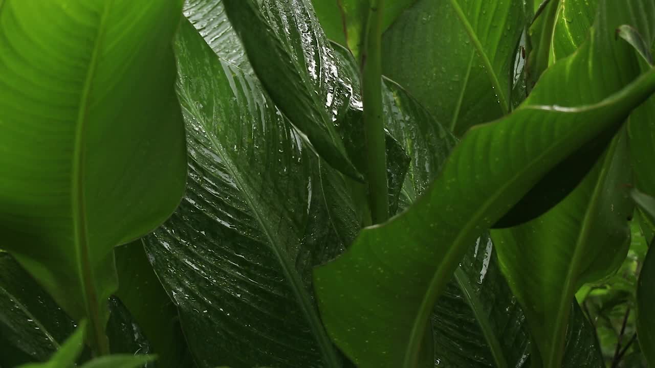 夏雨在午后的树林里，雨在夏天的森林里视频素材