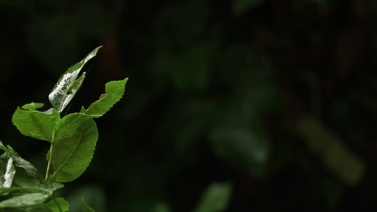 夏雨在午后的树林里，雨在夏天的森林里视频素材