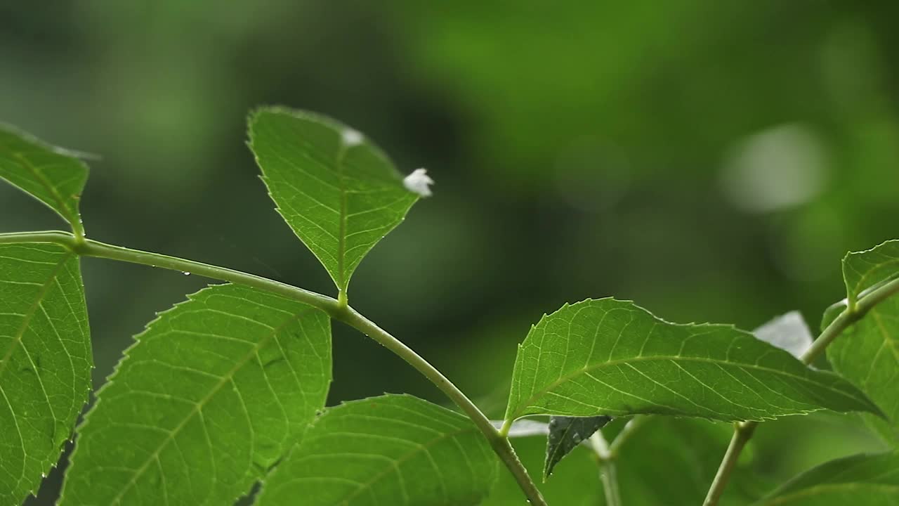 夏雨在午后的树林里，雨在夏天的森林里视频素材