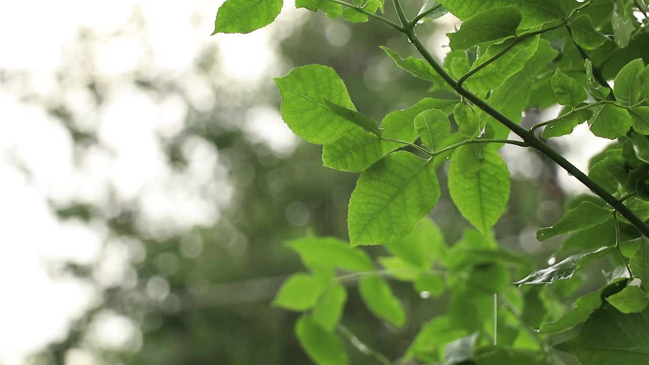 夏雨在午后的树林里，雨在夏天的森林里视频素材