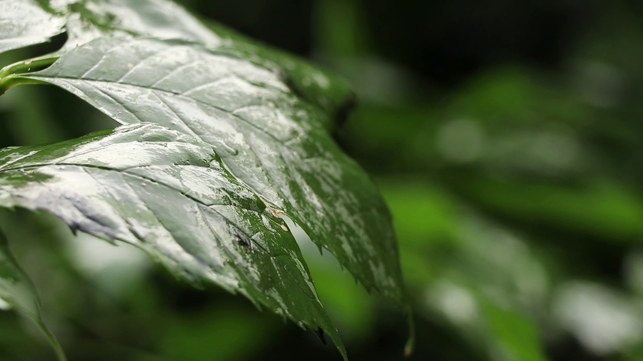 夏雨在午后的树林里，雨在夏天的森林里视频素材