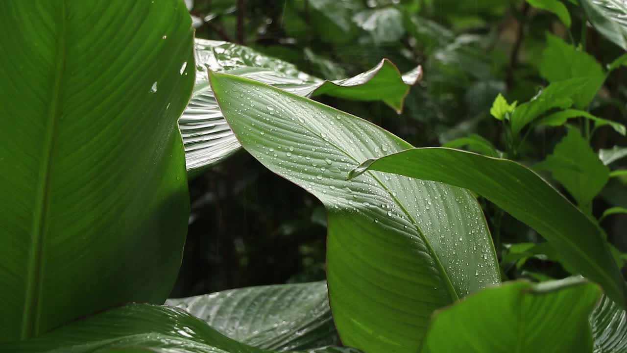 夏雨在午后的树林里，雨在夏天的森林里视频素材