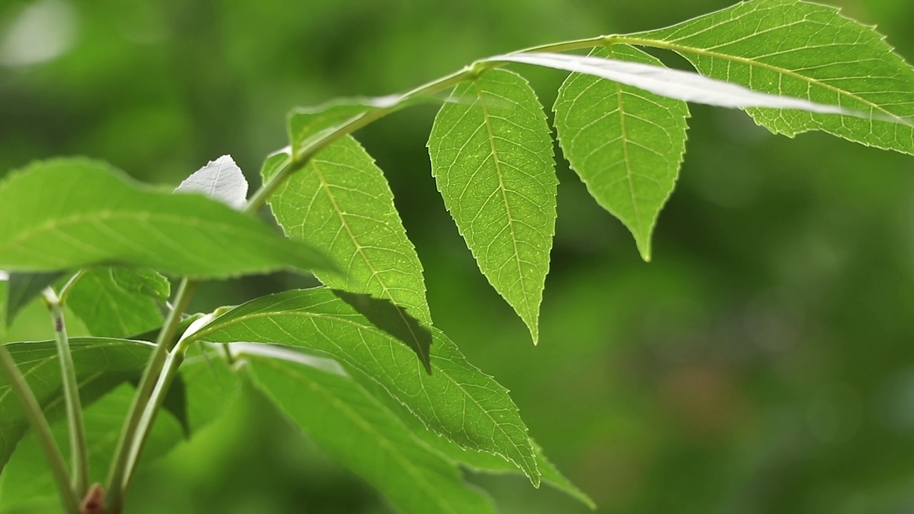 夏雨在午后的树林里，雨在夏天的森林里视频素材