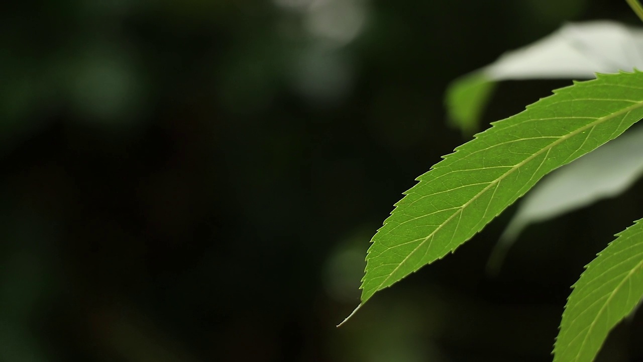 夏雨在午后的树林里，雨在夏天的森林里视频素材