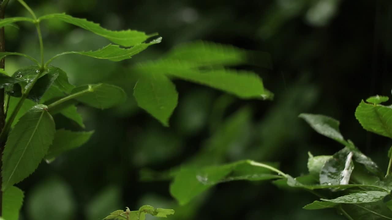 夏雨在午后的树林里，雨在夏天的森林里视频素材