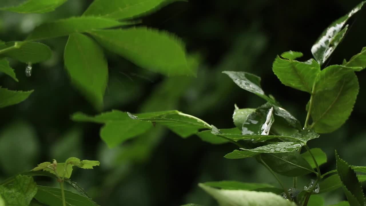 夏雨在午后的树林里，雨在夏天的森林里视频素材