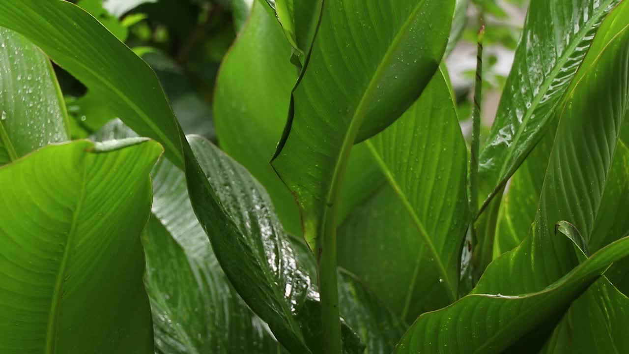 夏雨在午后的树林里，雨在夏天的森林里视频素材