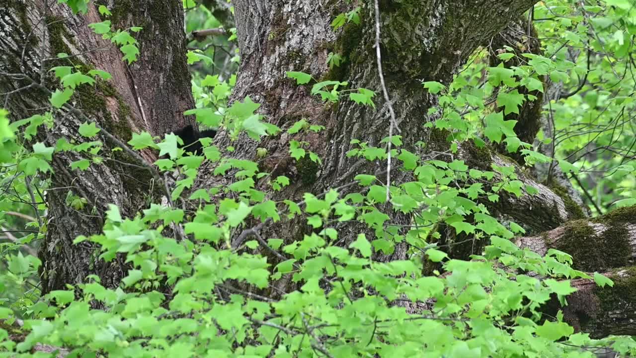 小熊在高树上视频素材