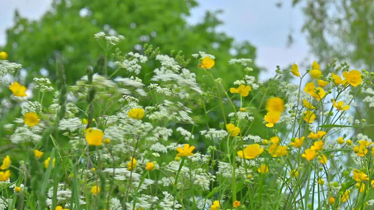 春天黄白相间的野花草地视频下载