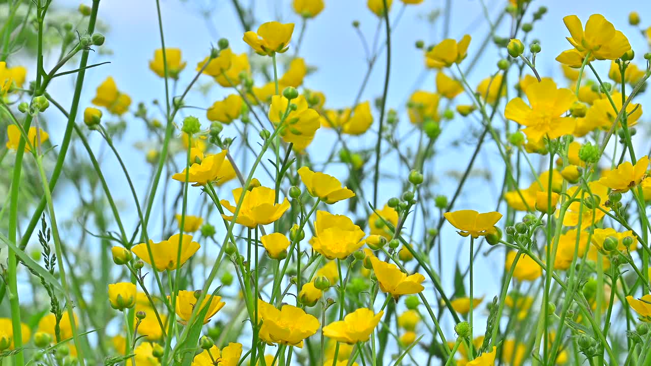 黄色毛茛花迎风摇曳，湛蓝的天空视频素材