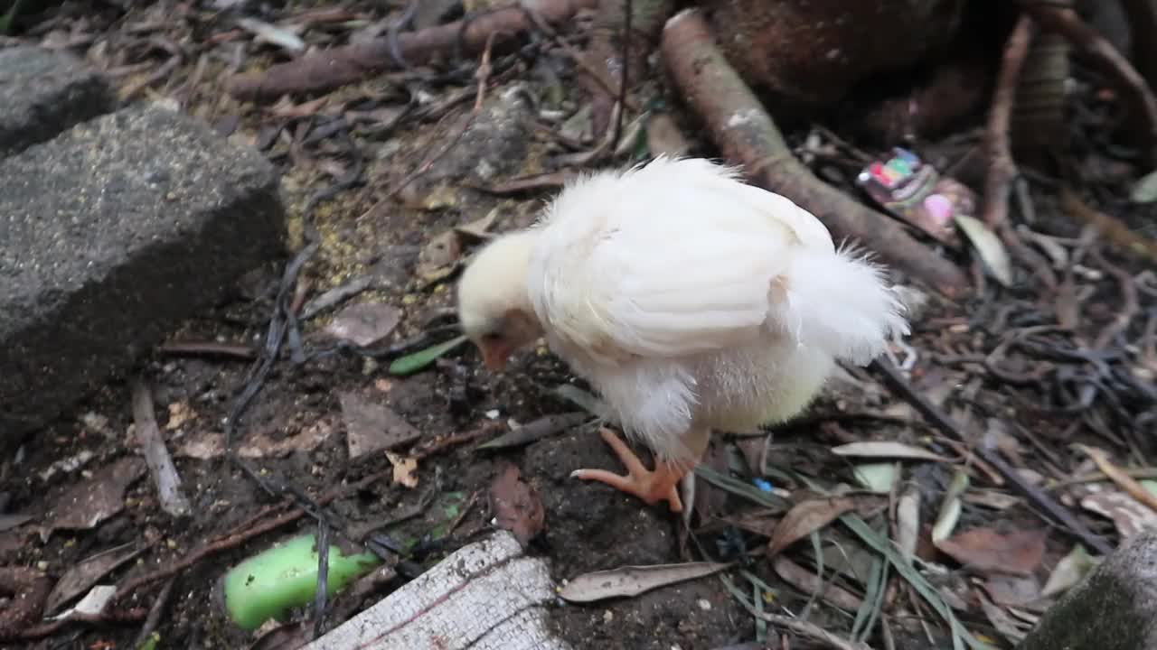 白色毛茸茸的小母鸡清洁嘴视频下载