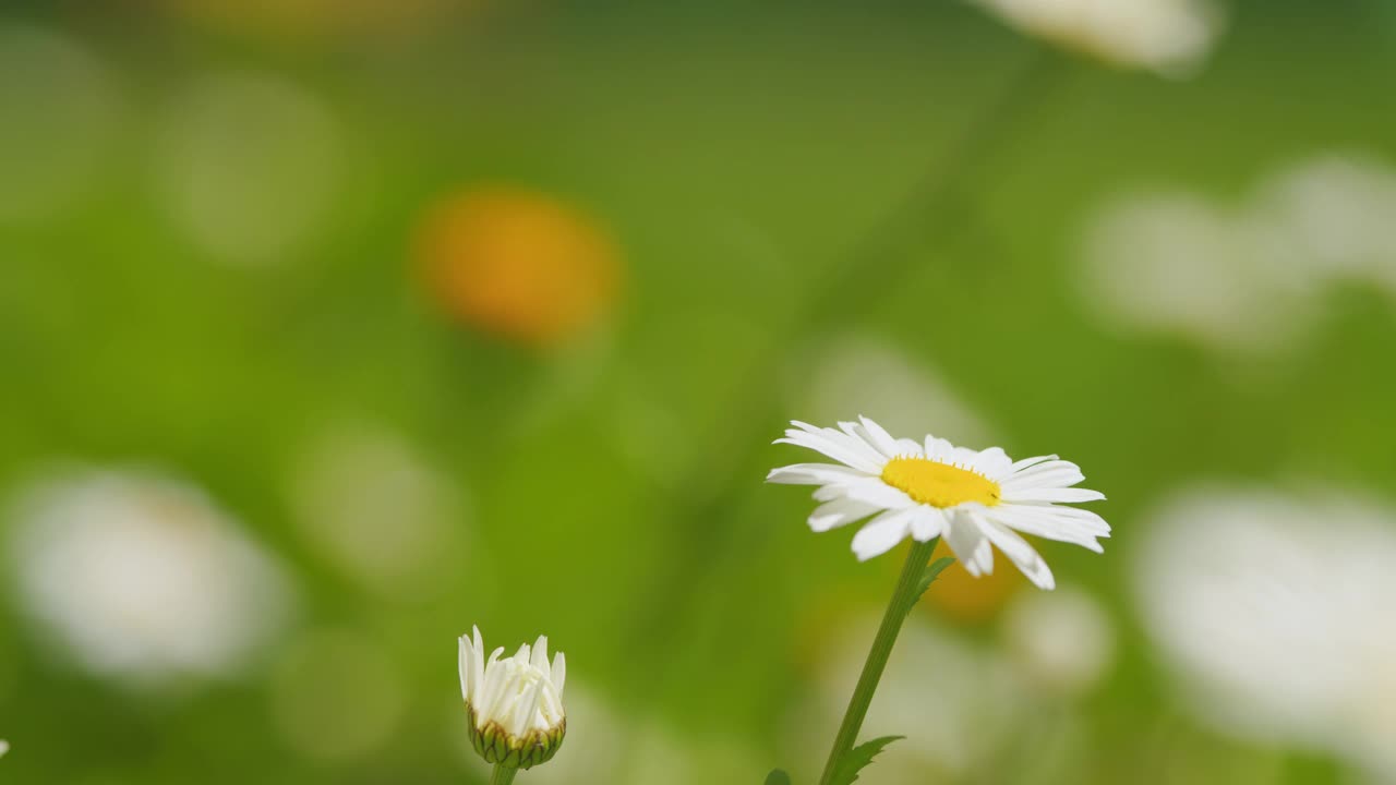 夏天的洋甘菊田。阳光明媚的夏日，雏菊绽放。白色的雏菊在绿色的田野里。关闭了。视频素材