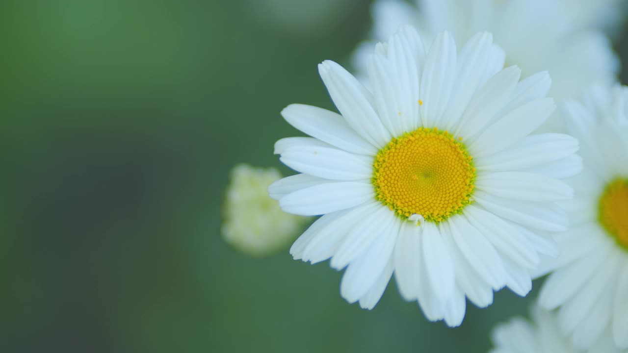 夏天洋甘菊在风中摇曳。盛开着雏菊的夏日田野。关闭了。视频素材