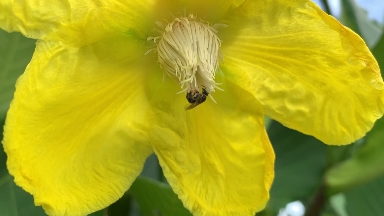 小蜜蜂和黄花视频素材