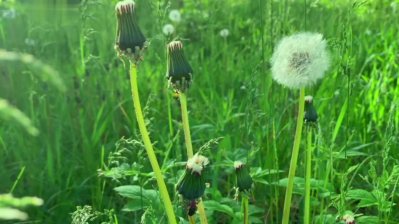 夏天蒲公英上的甲虫视频下载