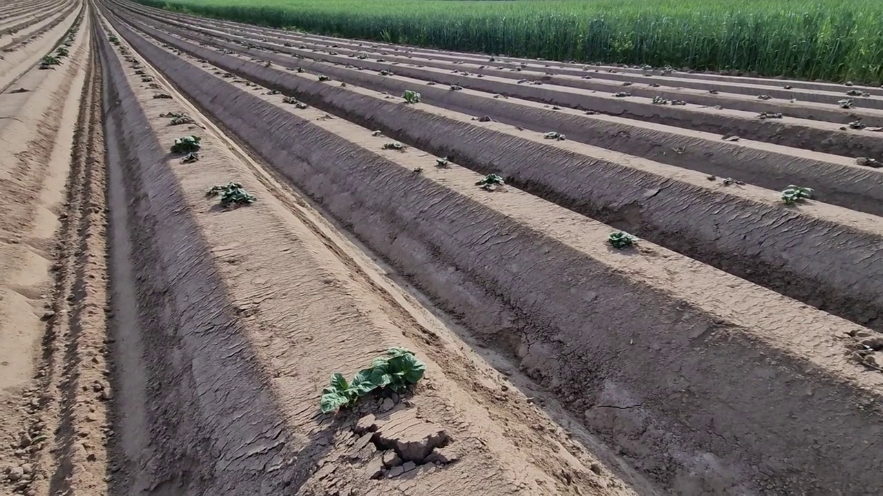 农民们通过筑土墩和犁沟来保护种植的蔬菜和土豆免受春季霜冻。它被洒水器浇了水。大直径的金属管道从河视频素材