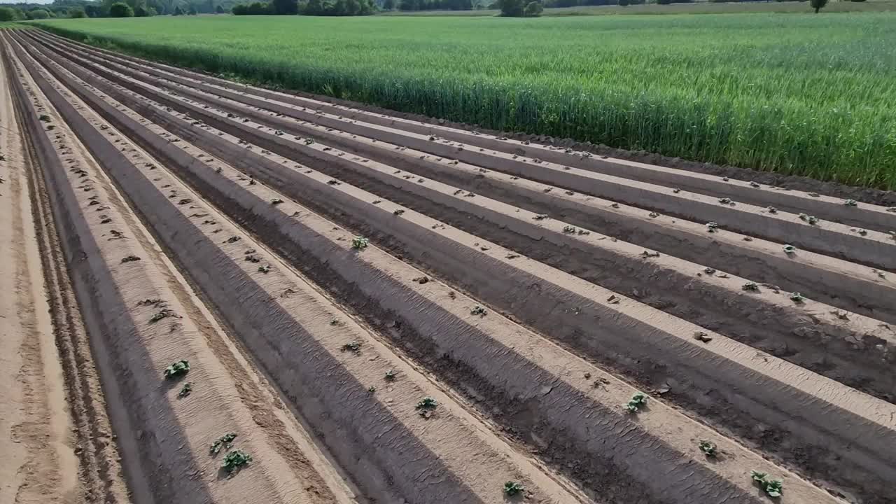 农民们通过筑土墩和犁沟来保护种植的蔬菜和土豆免受春季霜冻。它被洒水器浇了水。大直径的金属管道从河视频素材