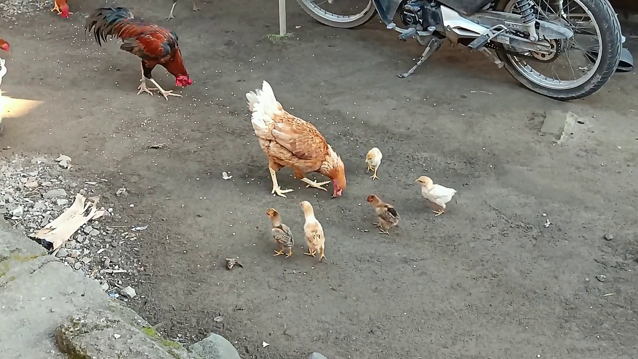 喂鸡视频素材