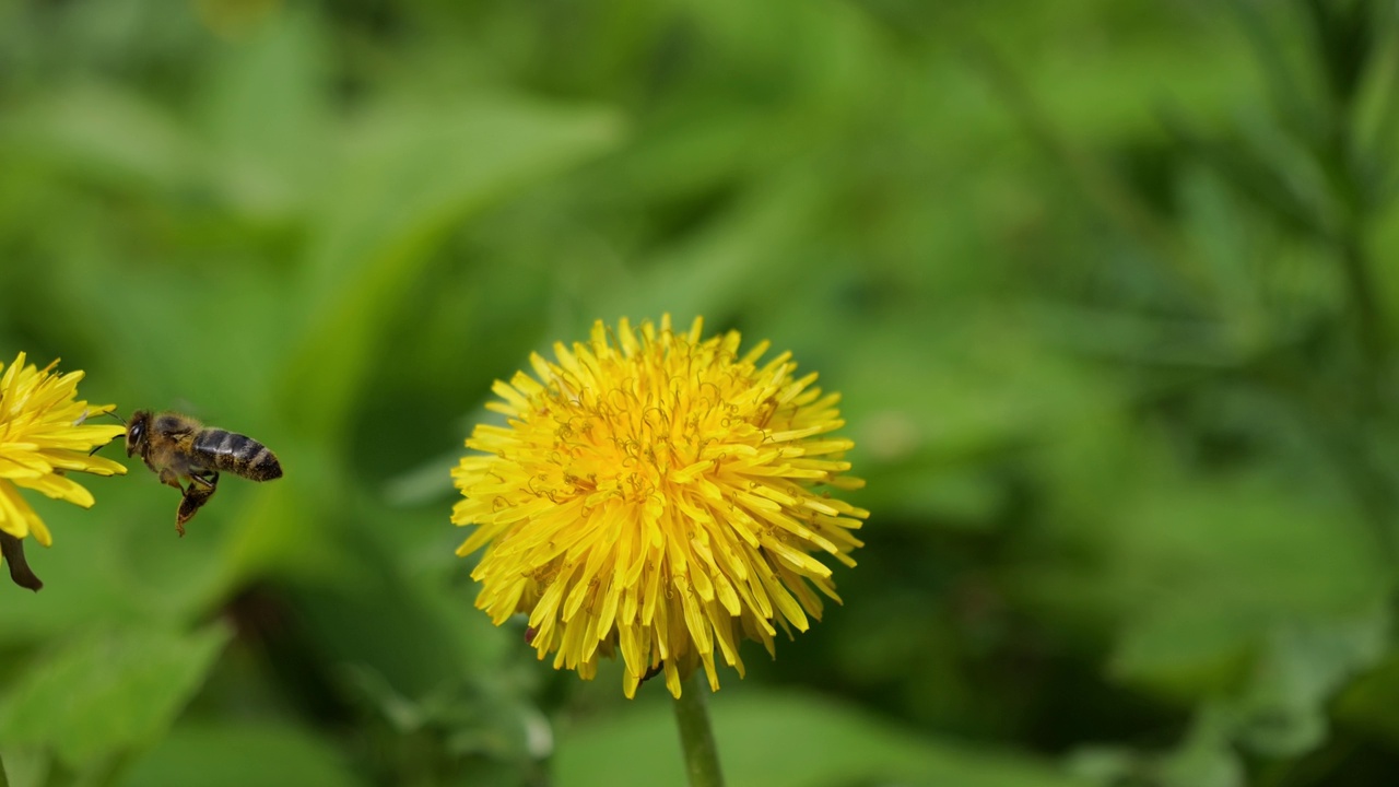 美丽的蒲公英草开花。蜜蜂从黄花中采集花粉、花蜜和蜂蜜。视频素材