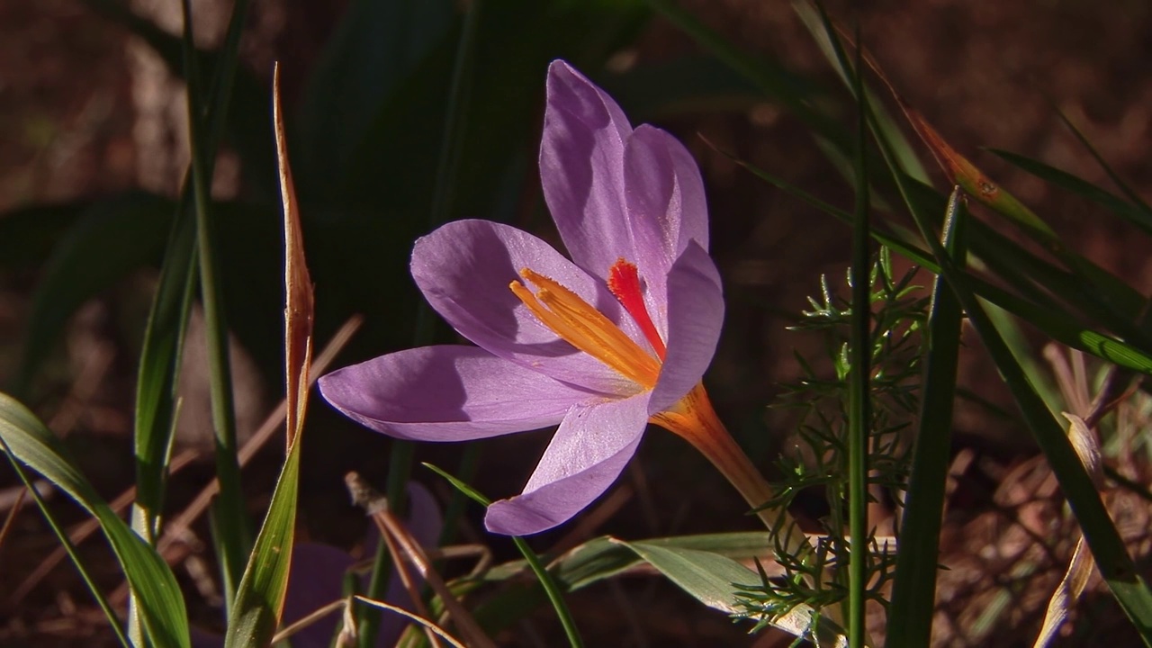 藏红花番红花视频素材