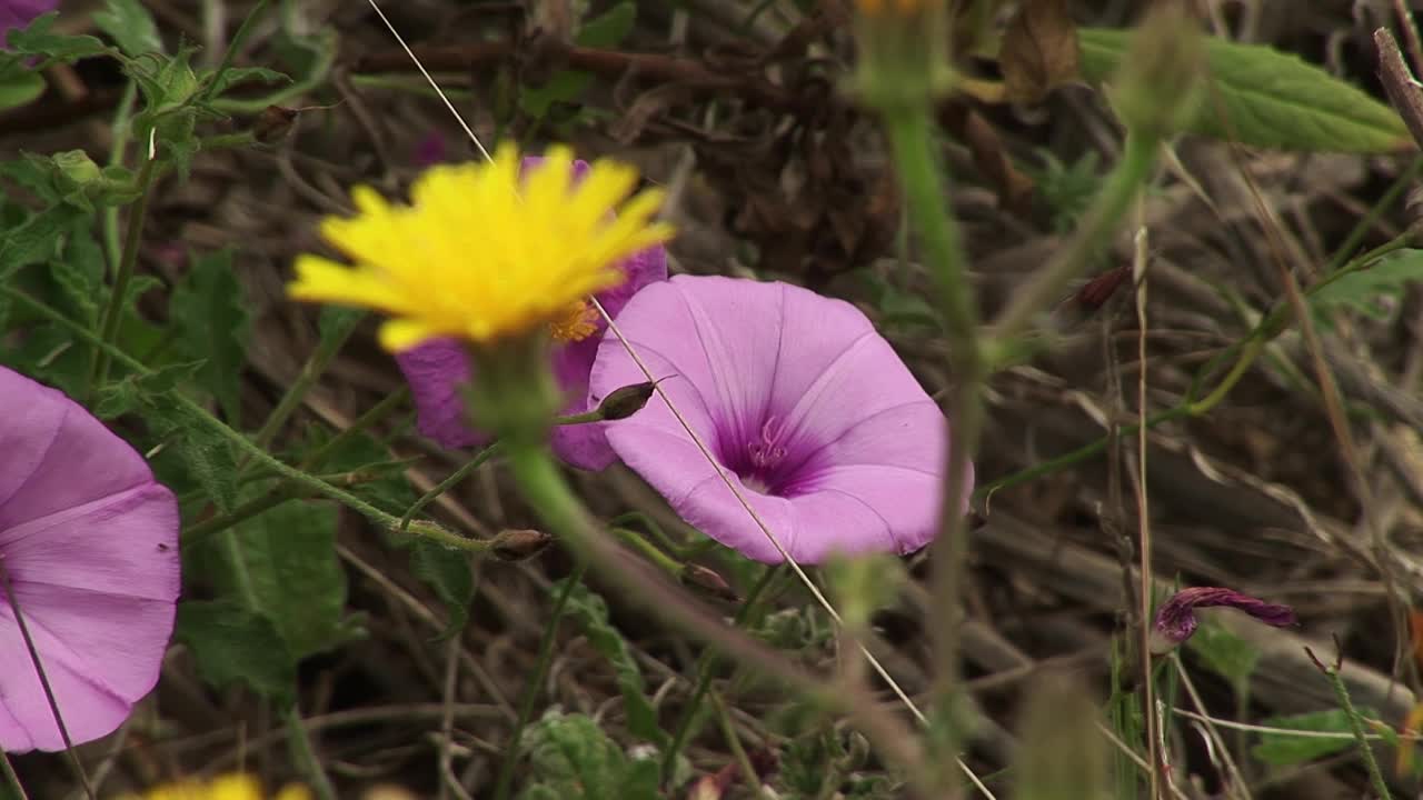 花旋花红色牵牛花视频素材