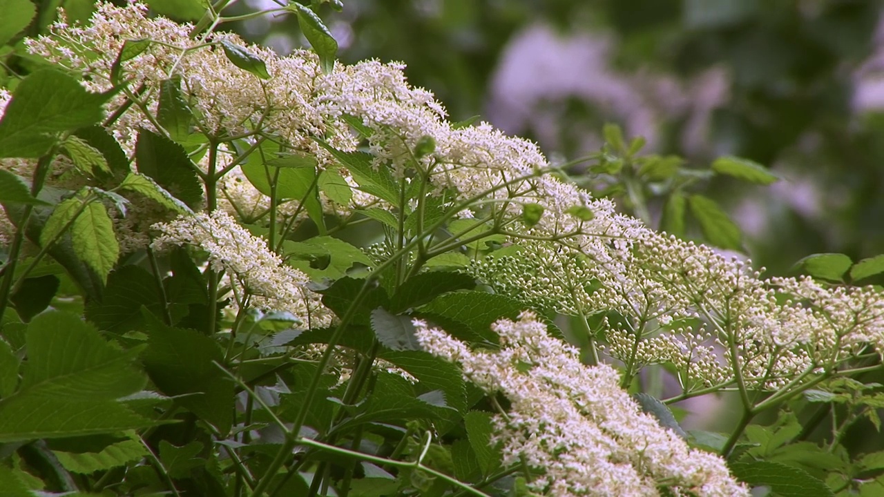 “接骨木花”或“黑参花”。视频素材