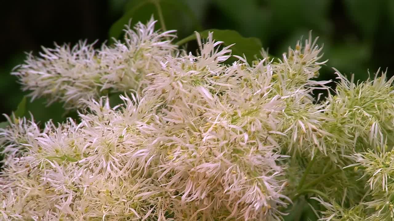 山楂花视频素材