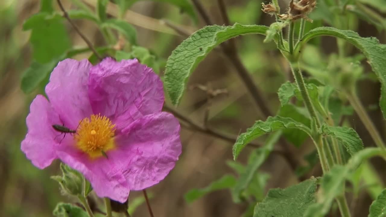 【昆虫】金菊科甲虫视频素材