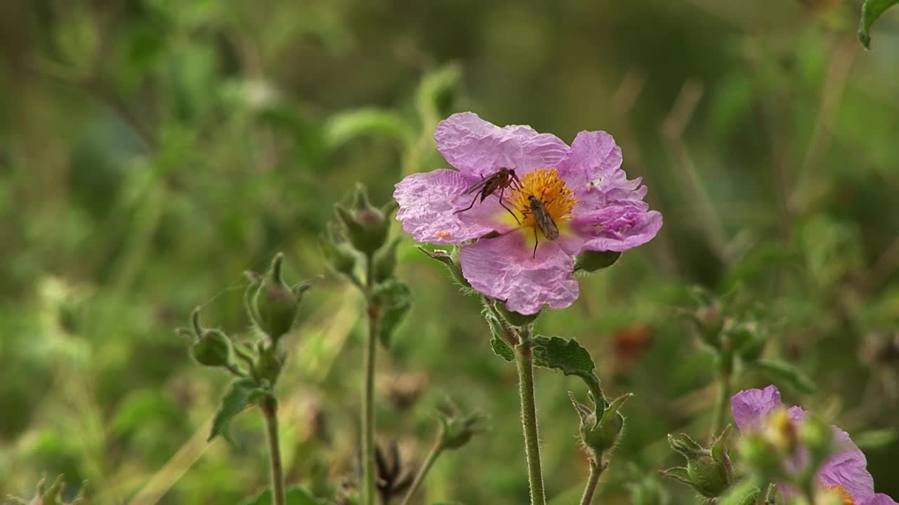 昆虫蚊子视频素材