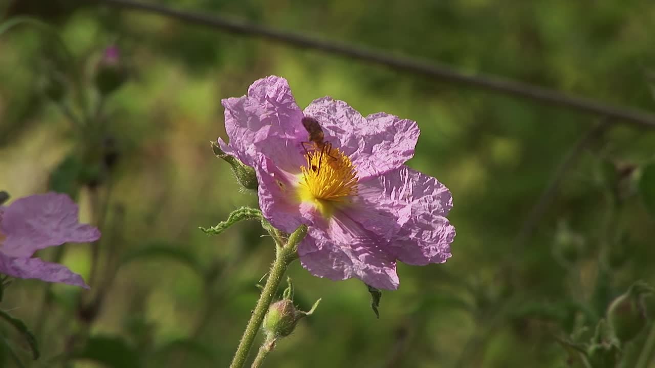 昆虫蚊子视频素材