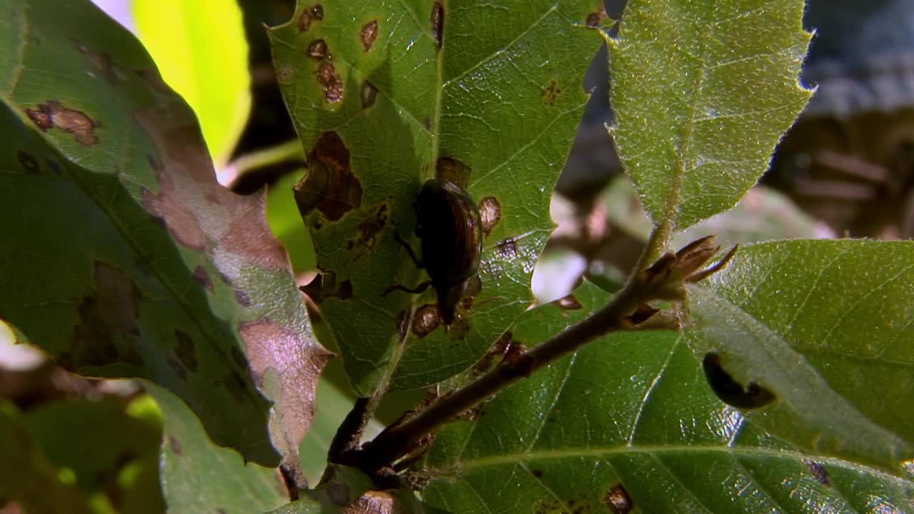 昆虫，甲虫，金曲霉属视频素材