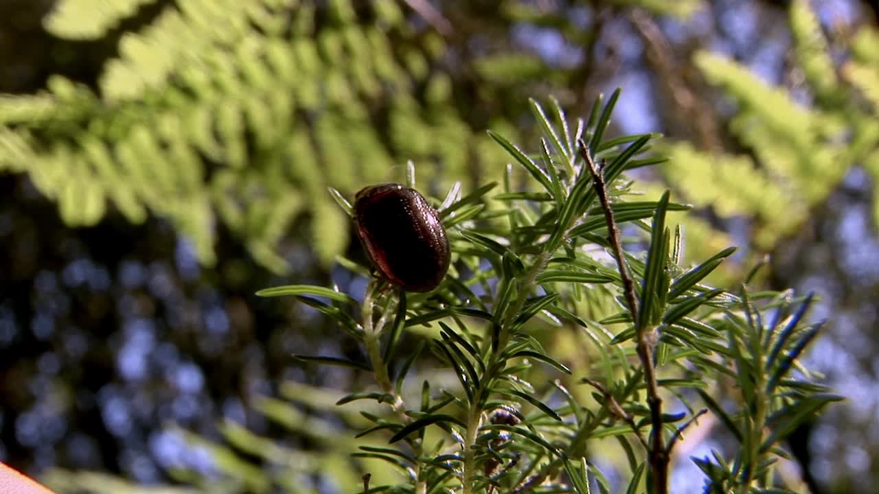 昆虫，甲虫，金曲霉属视频素材