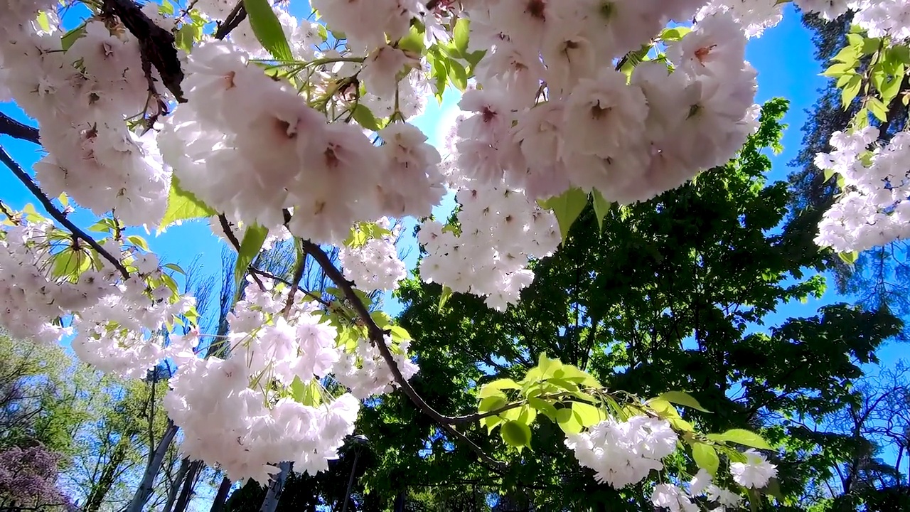 白色的樱花映衬着蓝天。阳光透过樱花照进来。视频素材