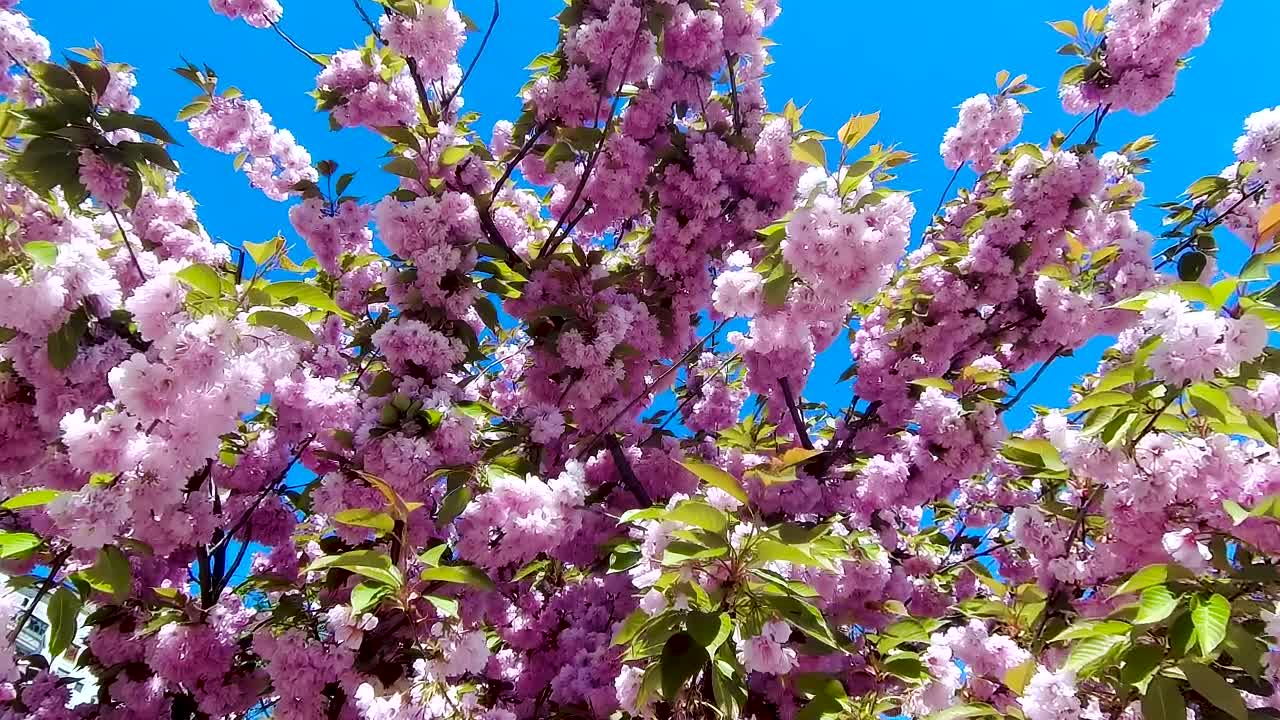 粉红色的樱花在蓝天的映衬下随风荡漾。视频素材