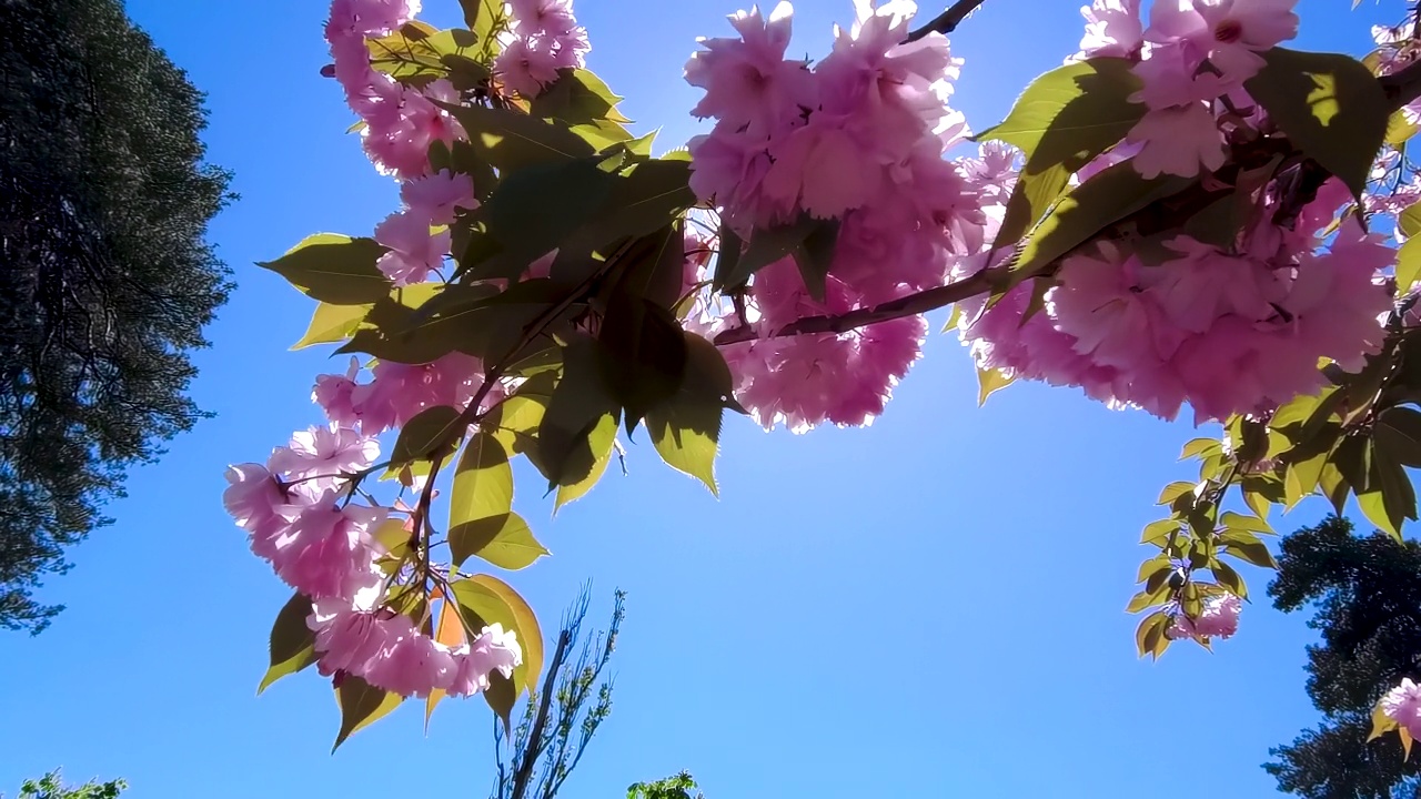 粉红色的樱花映衬着蓝天。阳光透过樱花照进来。视频素材