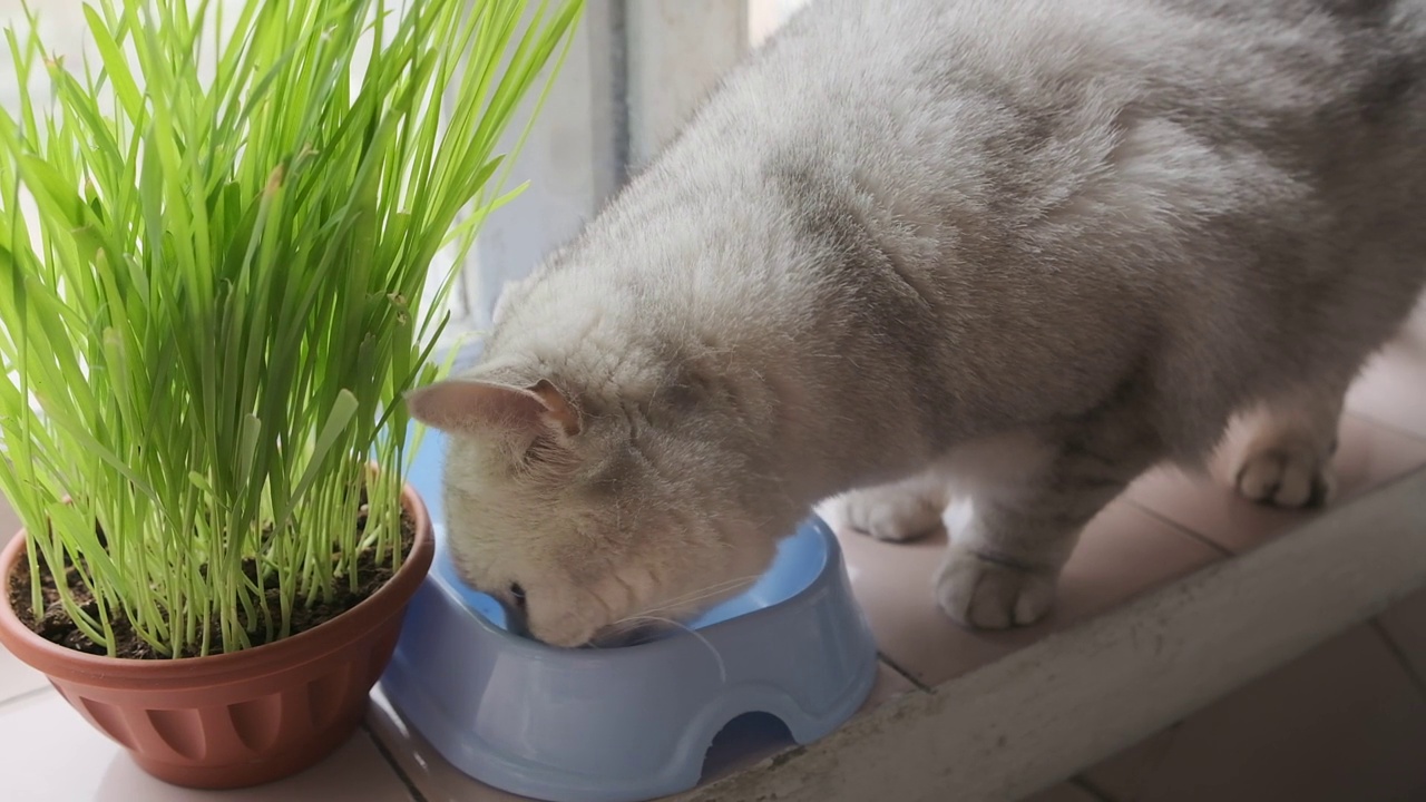 苏格兰直猫喝牛奶视频下载