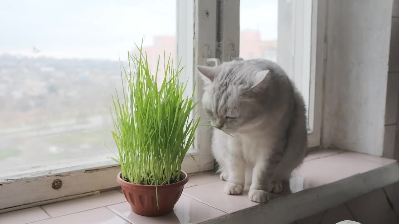 苏格兰直猫吃草视频下载