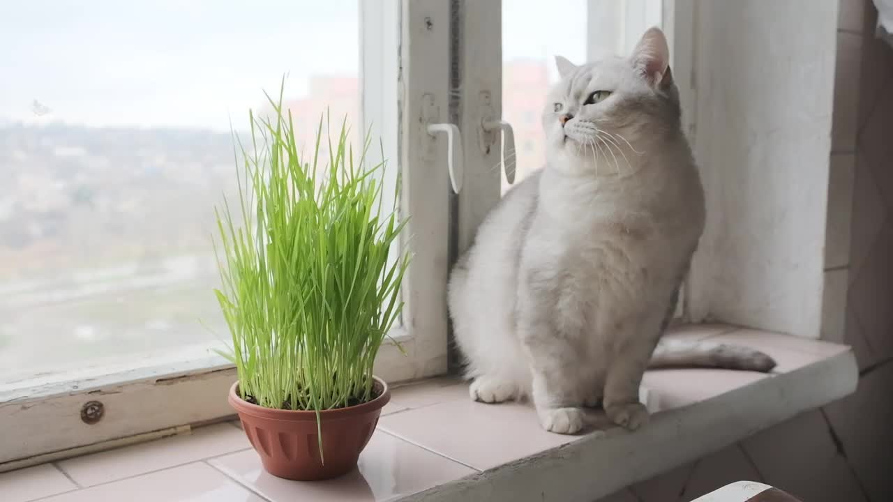 苏格兰直猫表现出兴趣视频下载