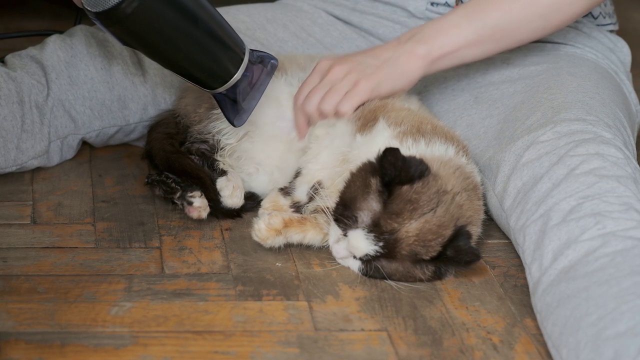 一个男人用吹风机吹猫视频素材