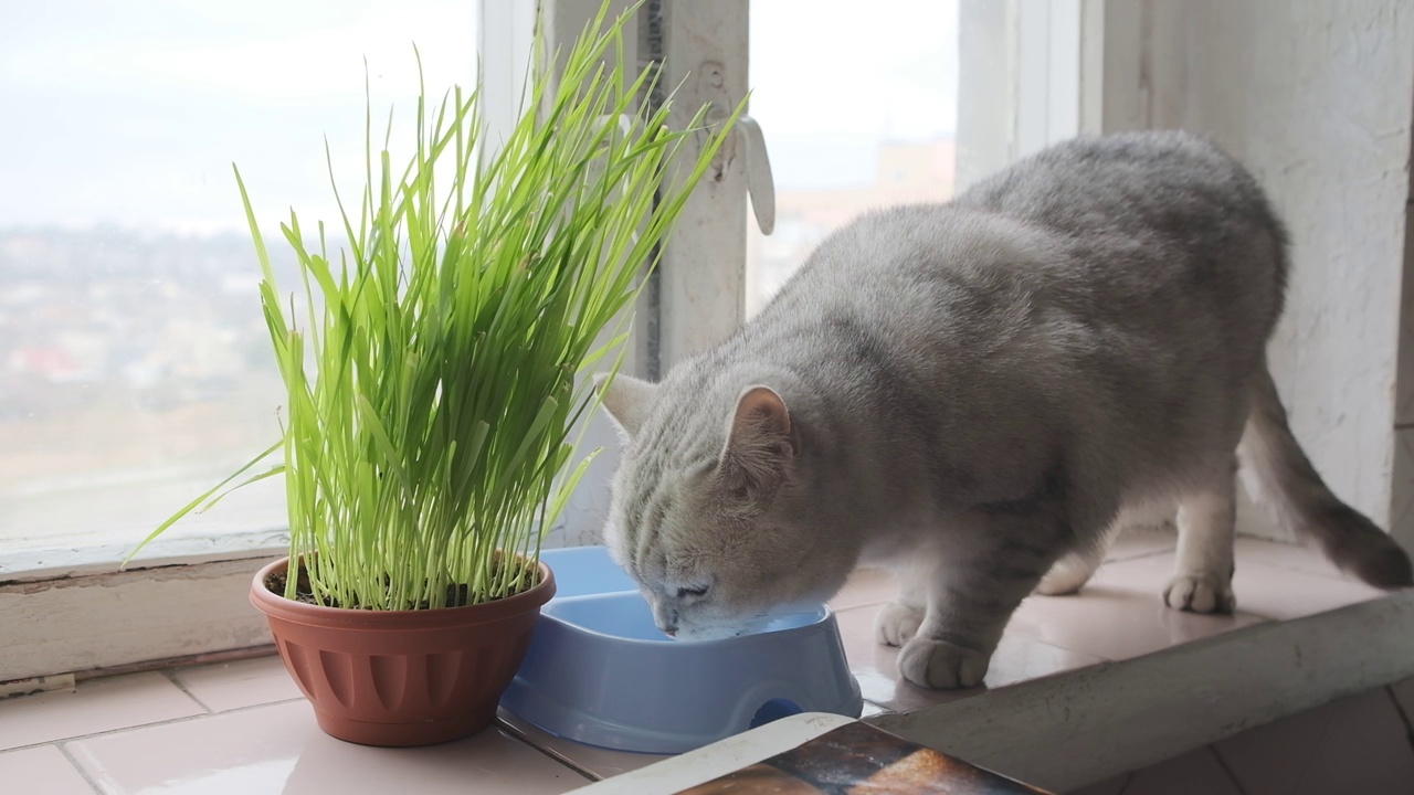 苏格兰直猫喝牛奶视频素材