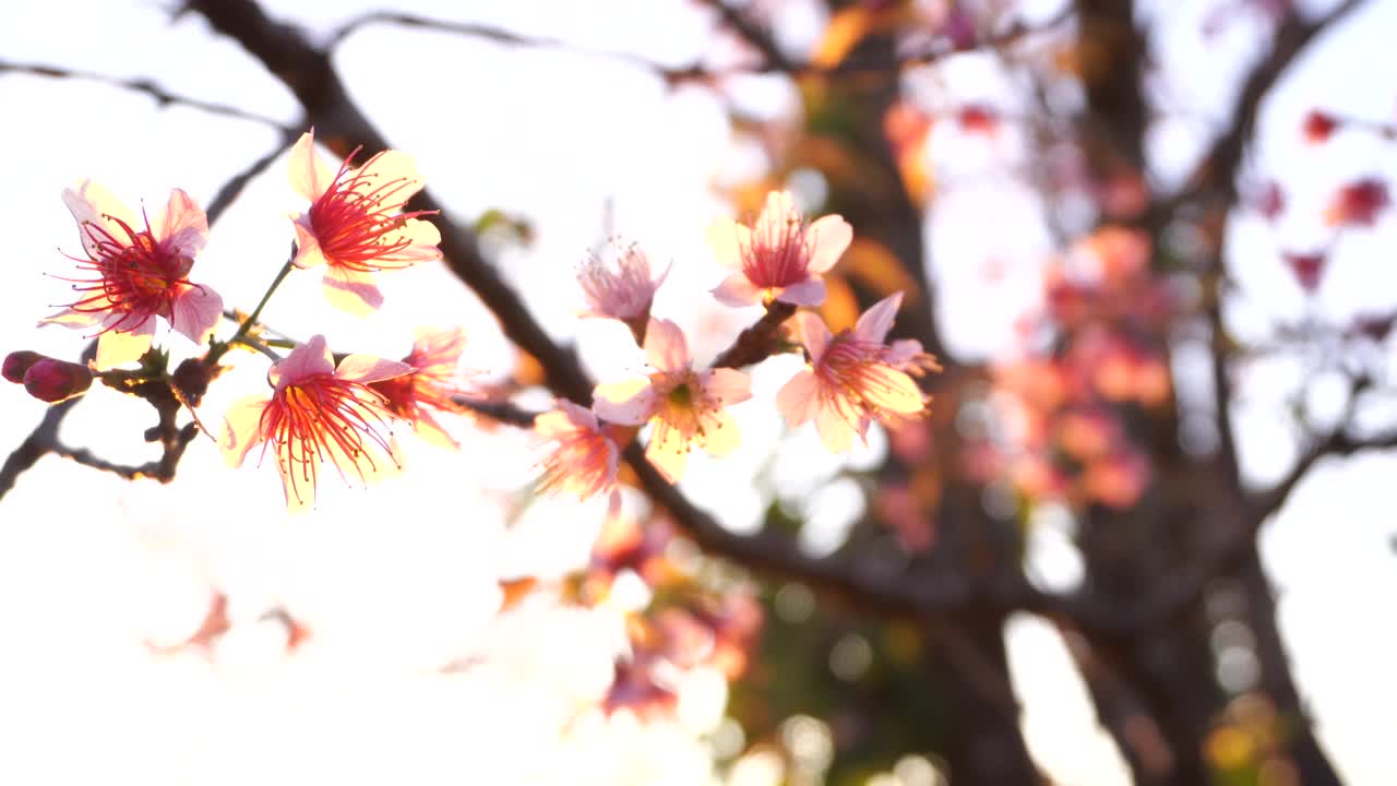 田野上的花在阳光和风的绿色背景上夏天春天开花。绿油油的花丛盛开在花园的草地上。视频素材